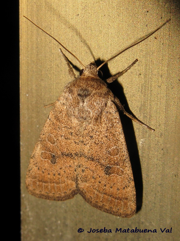 Hoplodrina octogenaria - Noctuidae